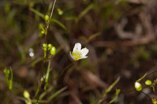 Minuartia groenlandica #4